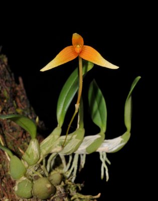 Bulbophyllum cernuum.