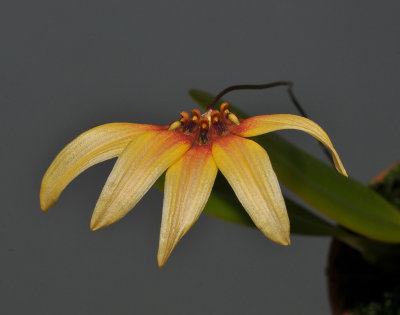 Bulbophyllum gusdorfii.
