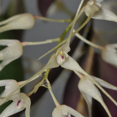 Bulbophyllum macrourum.  Close-up.