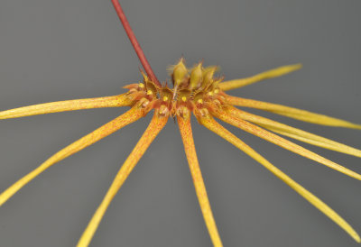 Bulbophyllum makoyanum.