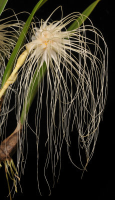 Bulbophyllum medusae. Closer.