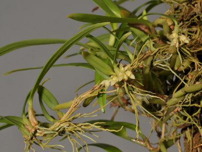 Bulbophyllum ochroleucum.