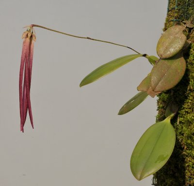 Bulbophyllum plumatum.