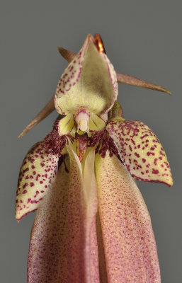 Bulbophyllum plumatum. Close-up.