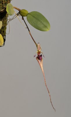 Bulbophyllum putidum.