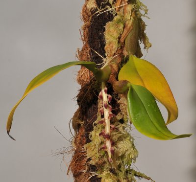 Bulbophyllum stenurum.