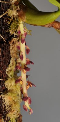 Bulbophyllum stenurum. Closer.