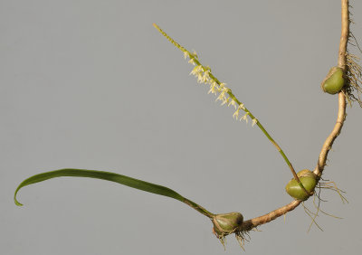 Bulbophyllum thompsonii.