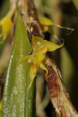 Bulbophyllum trichaete. Close-up.