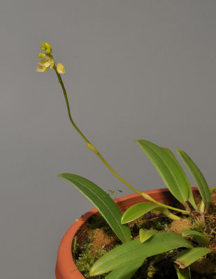 Bulbophyllum unguiculatum f. gibbsiae.
