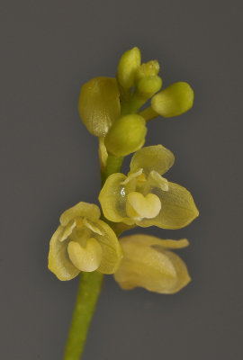 Bulbophyllum unguiculatum f. gibbsiae. Close-up.