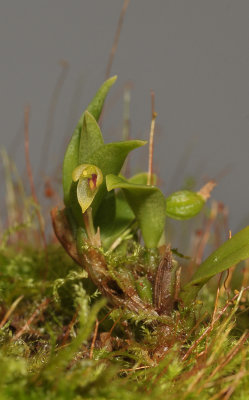 Bulbophyllum sp. nov.