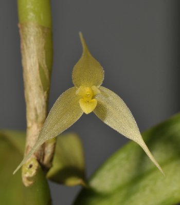 Bulbophyllum sp. sect. Fruticicola. Close-up.