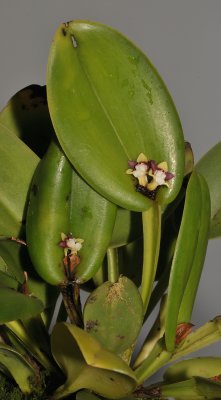 Dendrobium transversilobum.