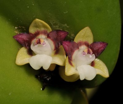Dendrobium transversilobum. Close-up.