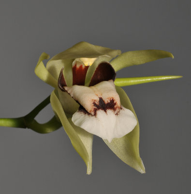 Coelogyne beccarii.