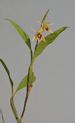 Coelogyne fimbriata aff.