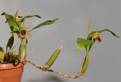 Coelogyne fimbriata (syn. C. fuliginosa).