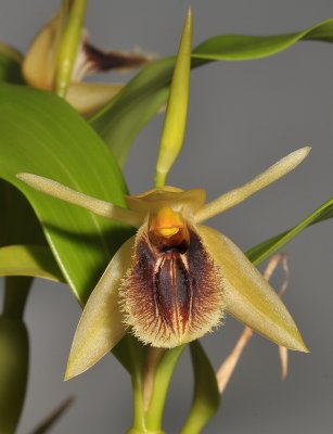 Coelogyne fimbriata (syn. C. fuliginosa). Close-up front.