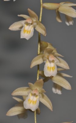 Coelogyne venusta. Closer.