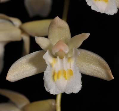 Coelogyne venusta. Close-up.