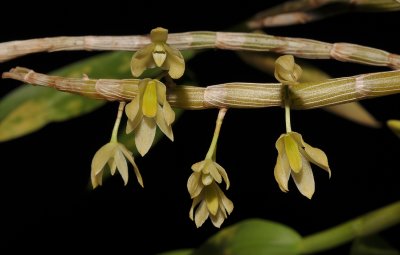 Dendrobium vesiculosum.