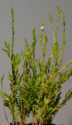 Dendrobium hippocrepiferum.