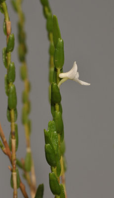 Dendrobium hippocrepiferum. Closer side.
