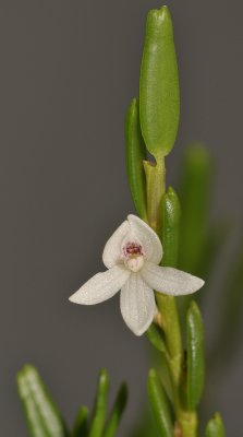 Dendrobium hippocrepiferum. Closer.