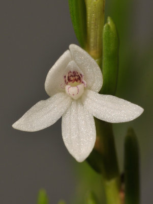Dendrobium hippocrepiferum. Close-up.