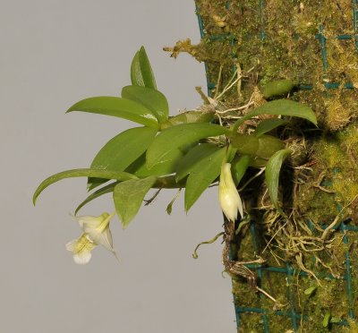Dendrobium oligophyllum.