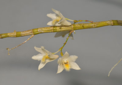 Dendrobium stuposum.