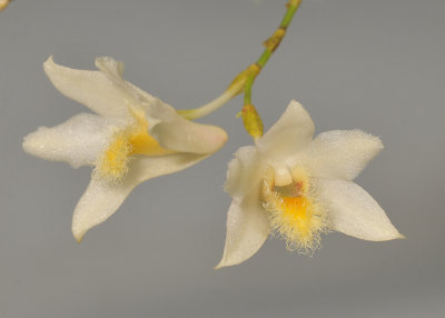 Dendrobium stuposum.