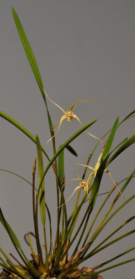 Dendrobium spec. Sulawesi.