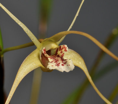 Dendrobium spec. Sulawesi. Close-up.