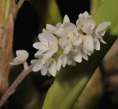 Eria punctata.