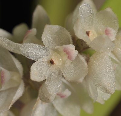 Eria punctata. Close-up.