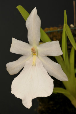 Miltonia spectabilis. White form.