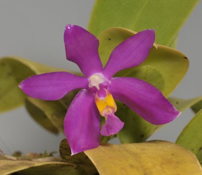 Phalaenopsis pulchra.