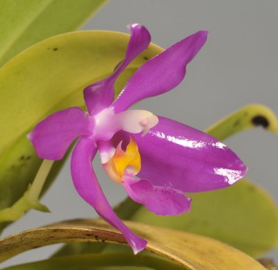 Phalaenopsis pulchra. Side.