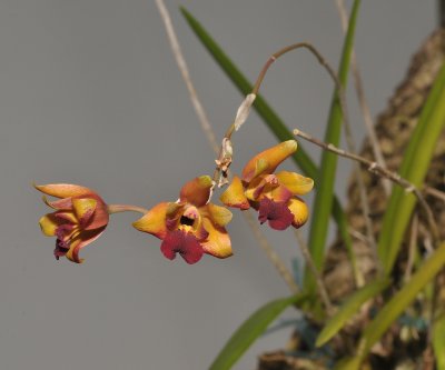 Psychilis olivacea.