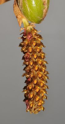 Bulbophyllum crassipes.