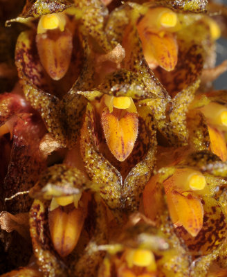 Bulbophyllum crassipes. Close-up.
