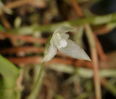 Bulbophyllum laxum. Close-up.