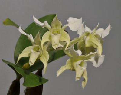 Dendrobium forbesii. Close-up.