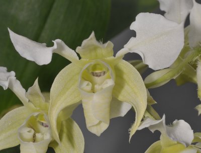 Dendrobium forbesii. Close-up.