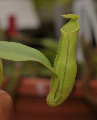 Nepenthes khasiana.