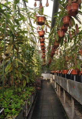 Nepenthes collection greenhouse