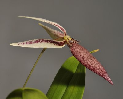 Bulbophyllum ascochilum. Closer one day later.