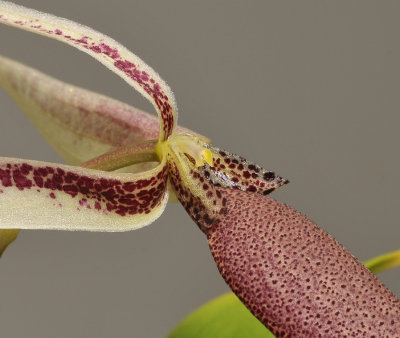 Bulbophyllum ascochilum. Close-up.
